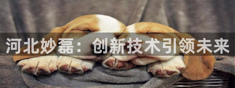 河北妙磊：创新技术引领未来